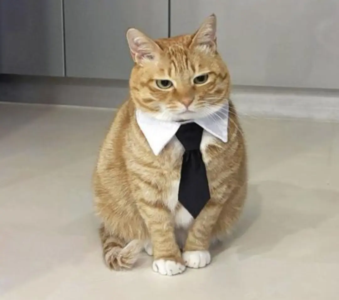 Smiling middle-aged man with curly hair and light stubble wearing a dark suit and blue shirt against a plain gray background.